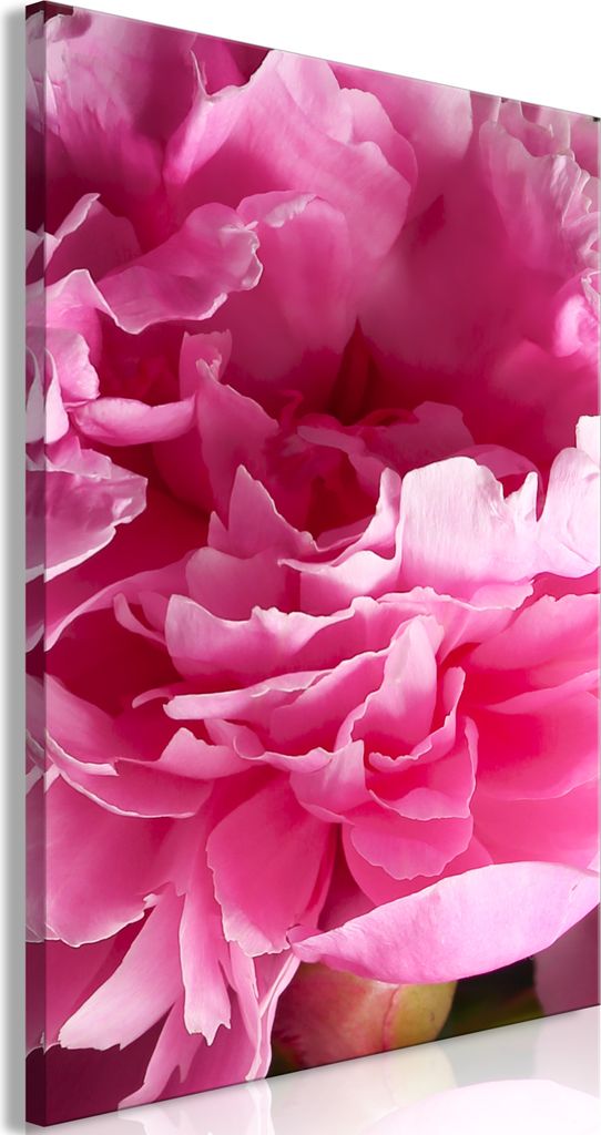 Vliesstoff Leinwandbild - Blossom of Beauty (1-part) - Pink Peony Flower Embraced by Nature 80x120 cm Blumen b-C-0400-b-a