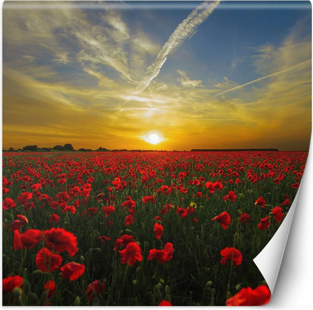 Vlies fototapete Mohnblumen auf einer Wiese 150x150 cm Feeby Bunt inkl. Kleber einfache Montage