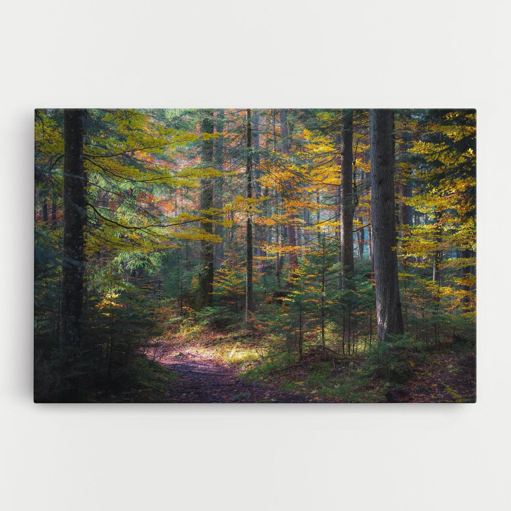 ARTHUB Leinwandbild 70x100 cm, Dreamy Path Dorest | Wohnzimmerdekoration, Hängende Bilder, Wanddekoration, Heimdekoration, Landschaften, Wälder