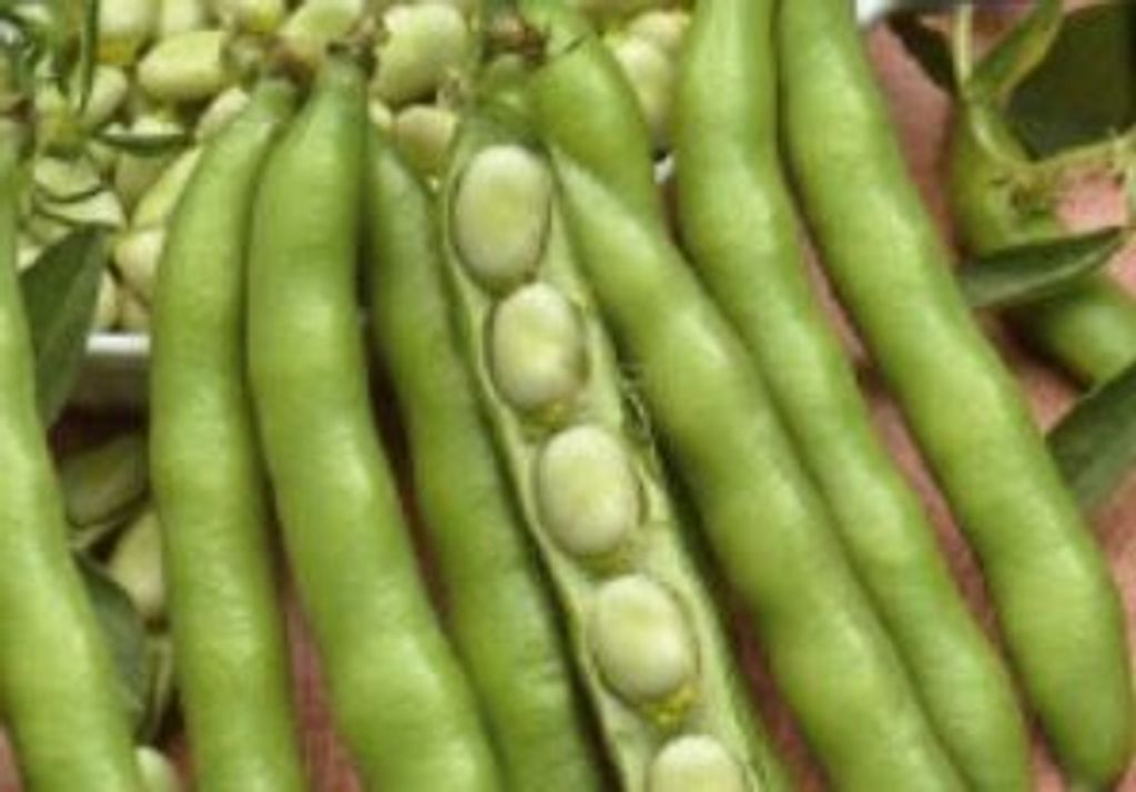 20x Saubohne Dreimahl Weiß Listra-Dicke | Kaufland.de