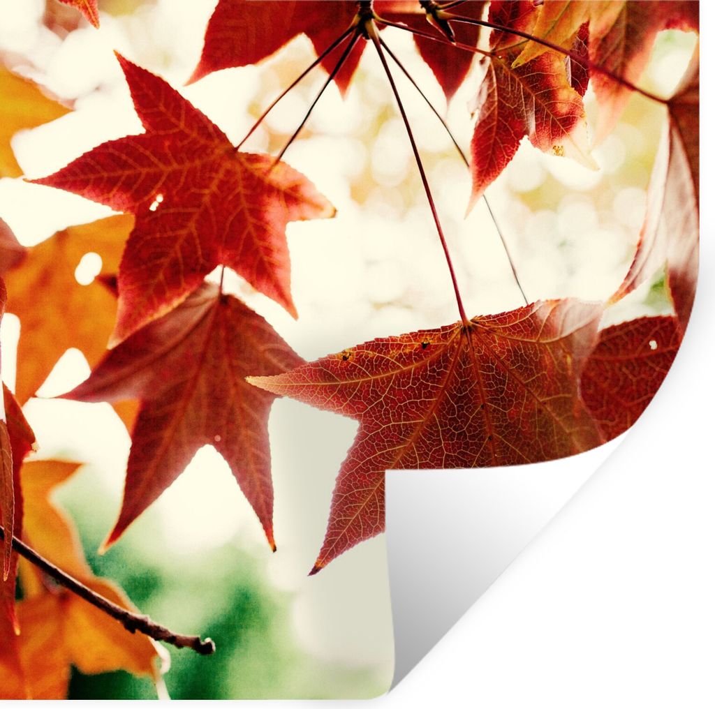 MuchoWow Wandtattoo Wandsticker Wandaufkleber Herbstblätter - November - Natur - Bäume 100x100 cm Selbstklebend und Repositionierbar - Wierderv...