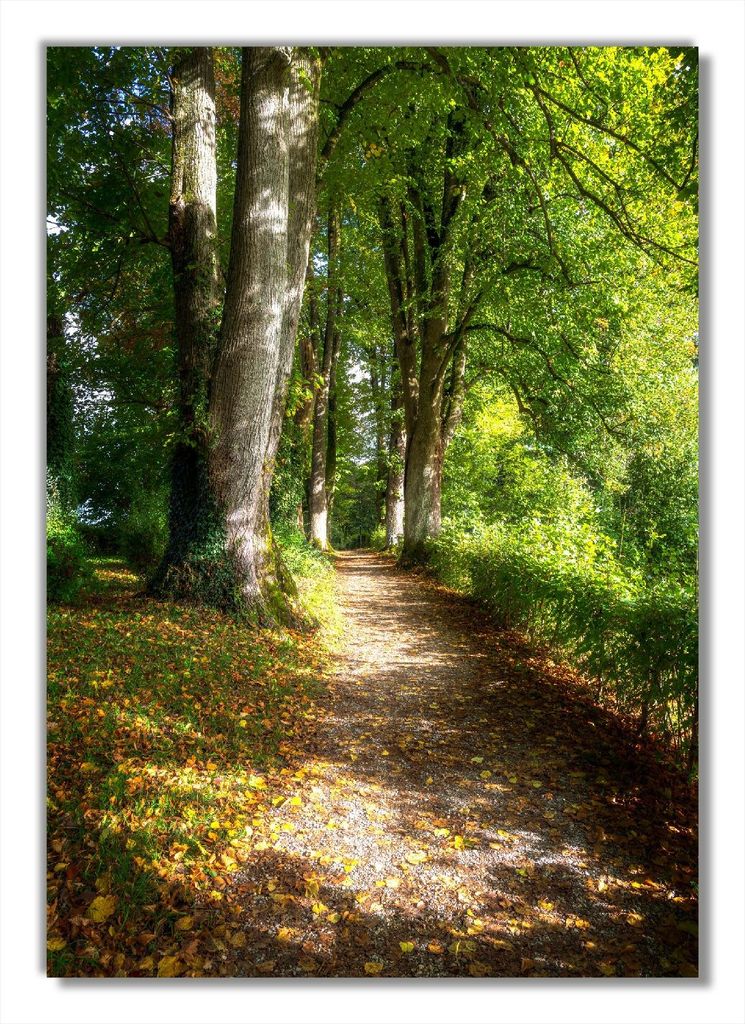 Wallario Poster - Weg im Sonnenlicht, Kunstdruck Größe: 70 x 100 cm