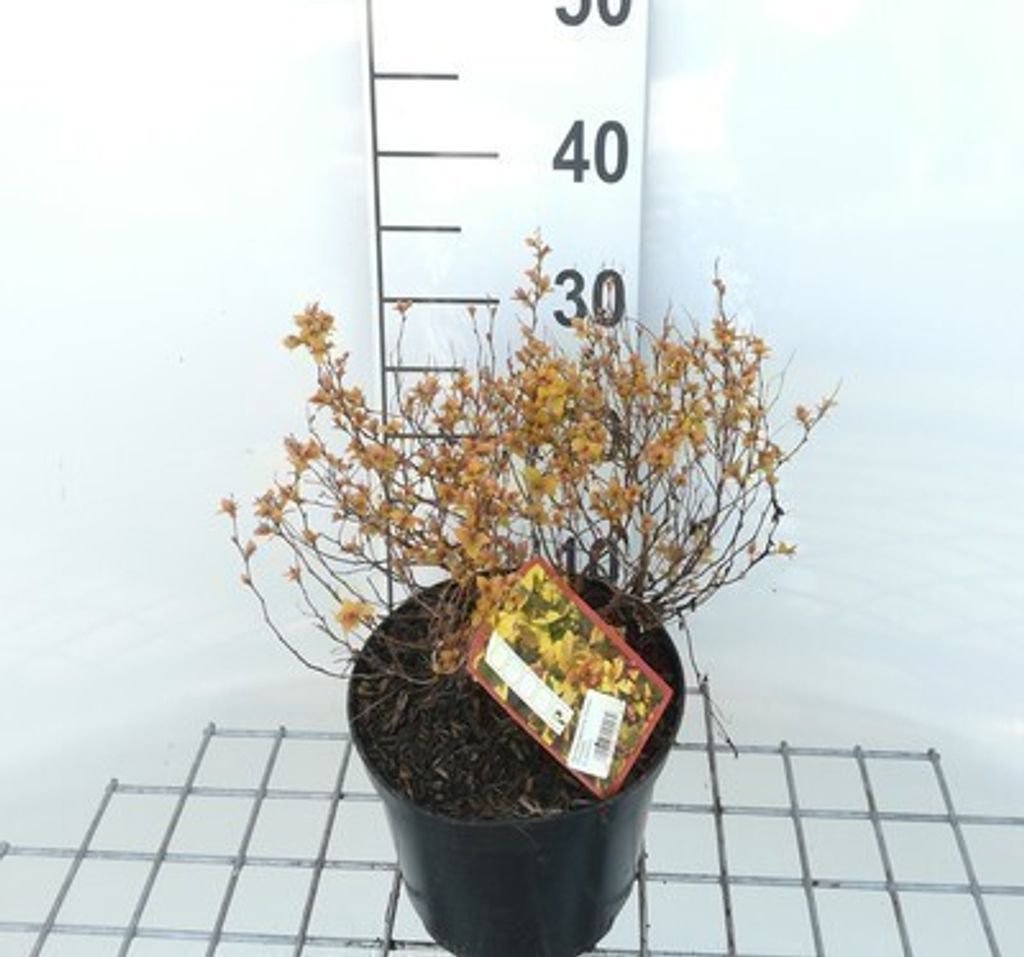 Spiraea jap. 'Golden Princess' - Brautspiere 25- 30 cm - Container