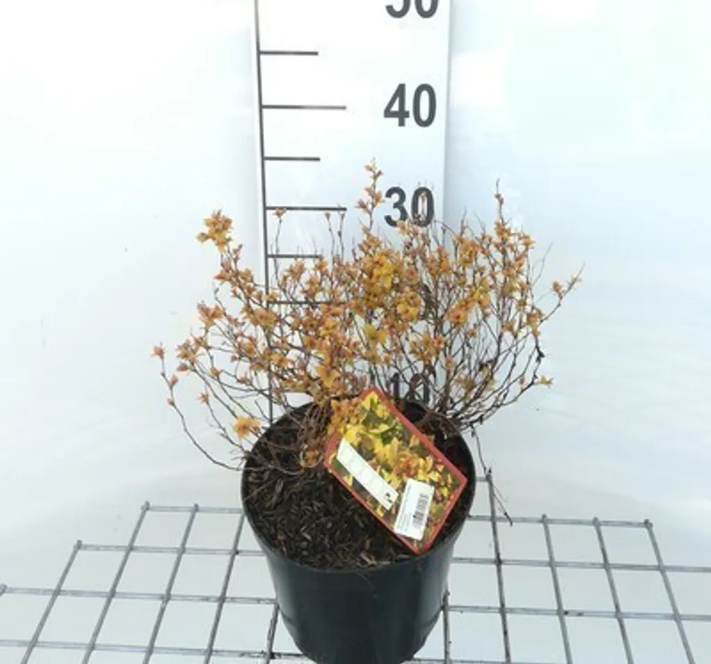 Spirée Golden Princess au feuillage doré - Plant de 25-30 cm en pot