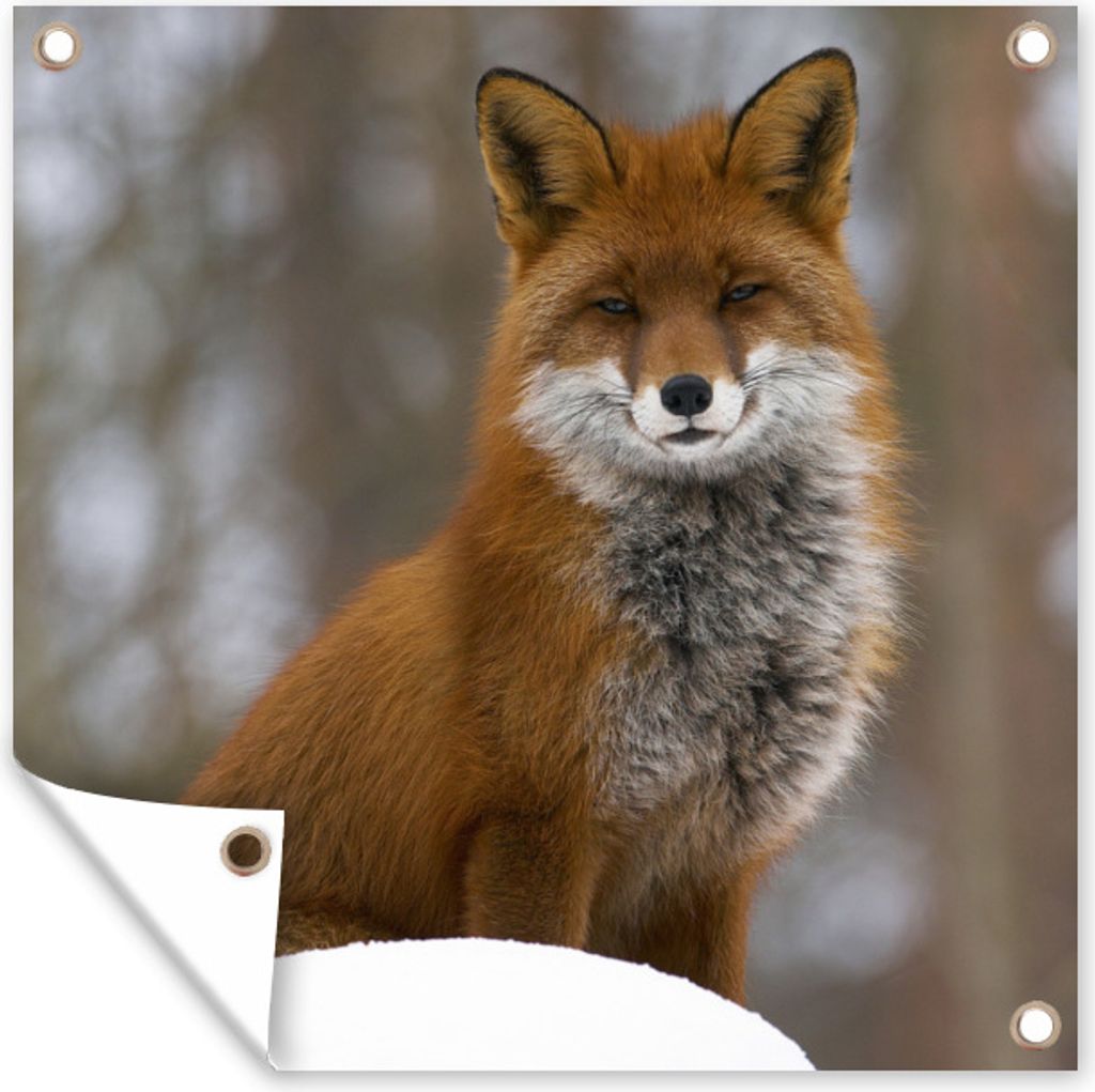 MuchoWow 50x50 cm Outdoor-Poster Gartendeko Sichtschutz Garten Poster für den Garten Fuchs - Wald - Rot