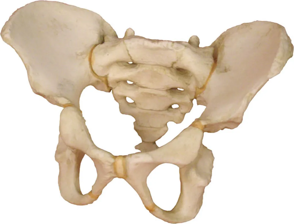 Bassin d'Enfant de 5 Ans Erler-Zimmer - Réplique Osseuse Haute Fidélité