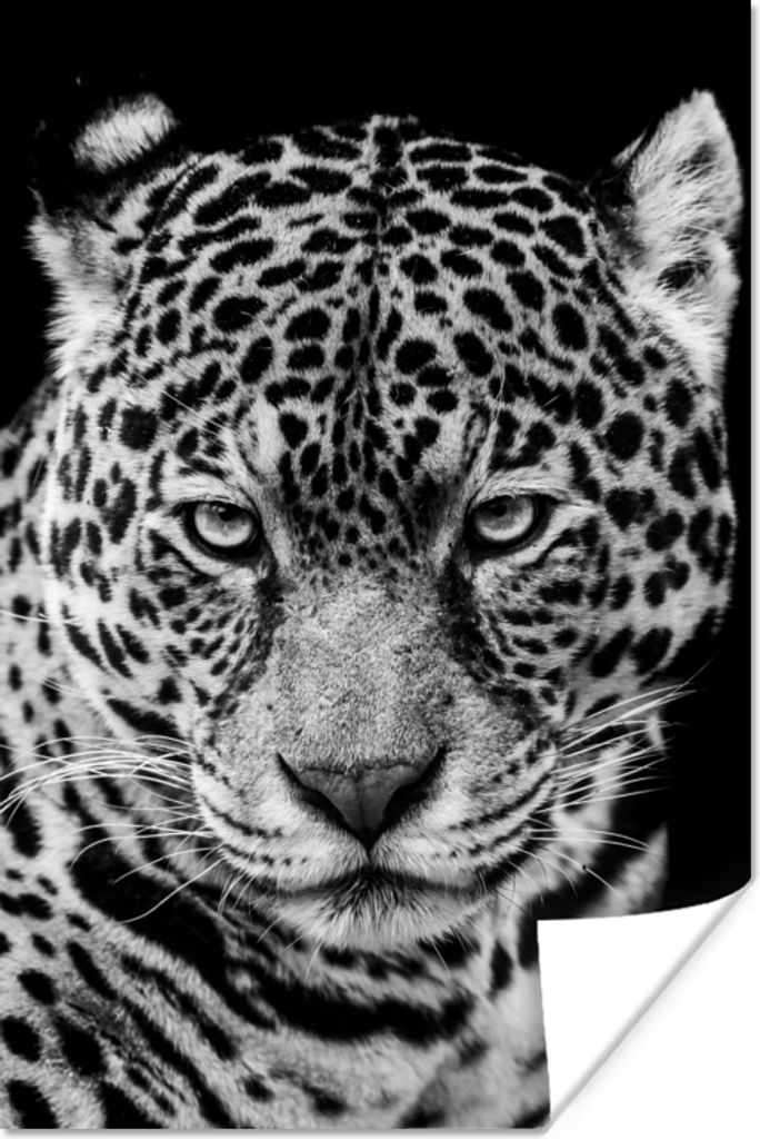 MuchoWow Poster Leopard - Tiere - Schwarz - Weiß - Porträt 60x90 cm - Wanddekoration
