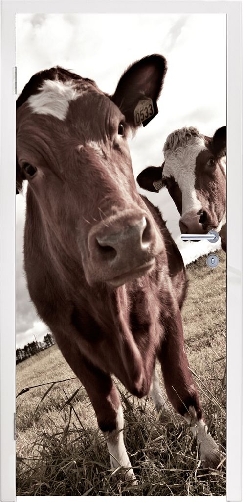 MuchoWow Türtapete Selbstklebende Türfolie Kühe auf einem Feld Sepia-Fotodruck 85x205 cm Türposter Türaufkleber Klebefolie Türklebefolie - ...