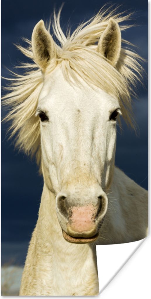 MuchoWow Poster Pferd in der Camargue 75x150 cm - Dekoration für die Wände