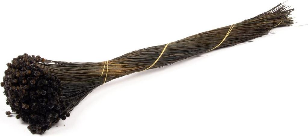 INNA-Glas Mittelmeer-Strohblume getrocknet AKALITI, schwarz, 40-55cm, Ø11cm - Getrockneter Strauß