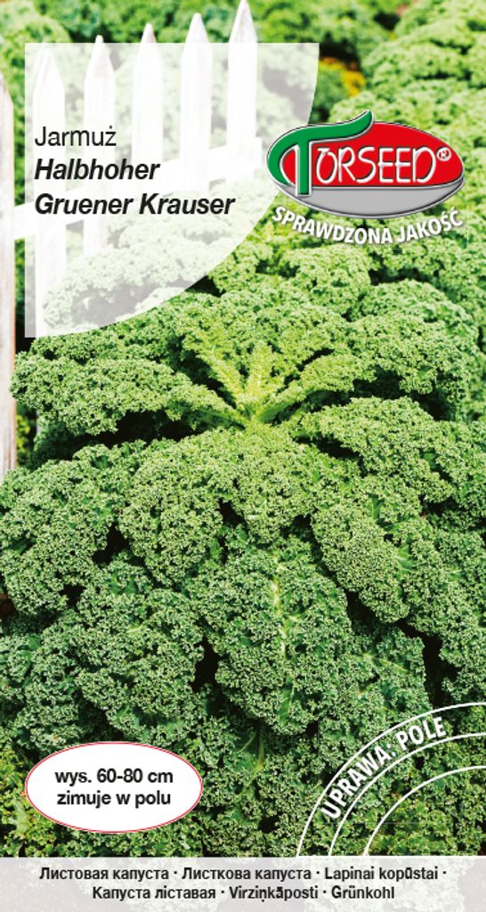 Saatgut von Halbhoher Grüner Krauser 1g Grünkohl - Torseed