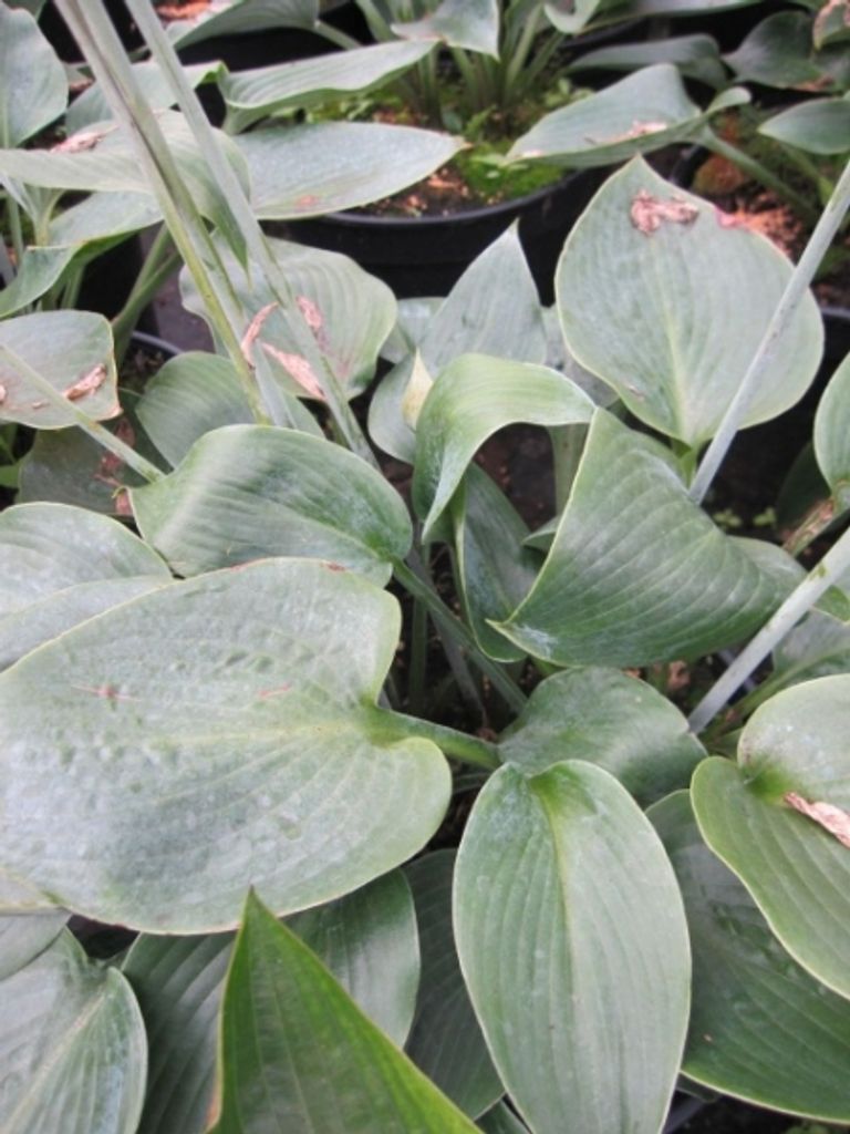Hosta x tardiana Halcyon - Graublaue Funkie