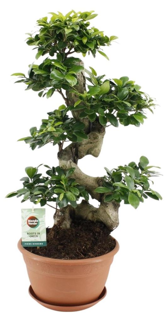 Ficus microcarpa Ginseng - 60-70cm - Ø27cm - Zimmerpflanze - Immergrün