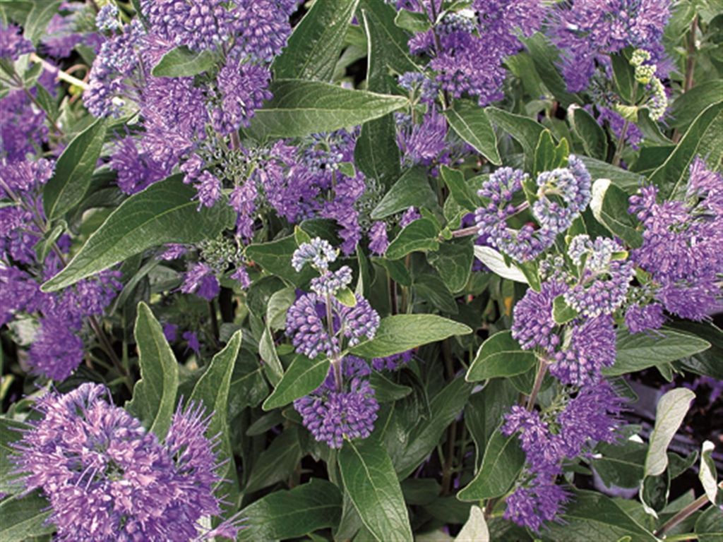 Caryopteris clandonensis 'Dark Knight', Bartblume, blau, 40–60 cm