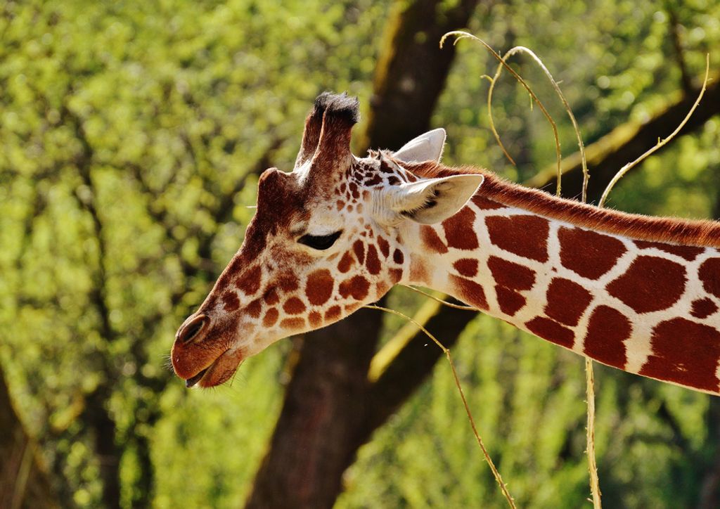 hansepuzzle 78550 - Giraffe Puzzle, 260 Teile, Natur, 41,0 x 28,0cm mit hochwertiger Aufbewahrung, Kartonbox und wiederverschließbarem Beutel