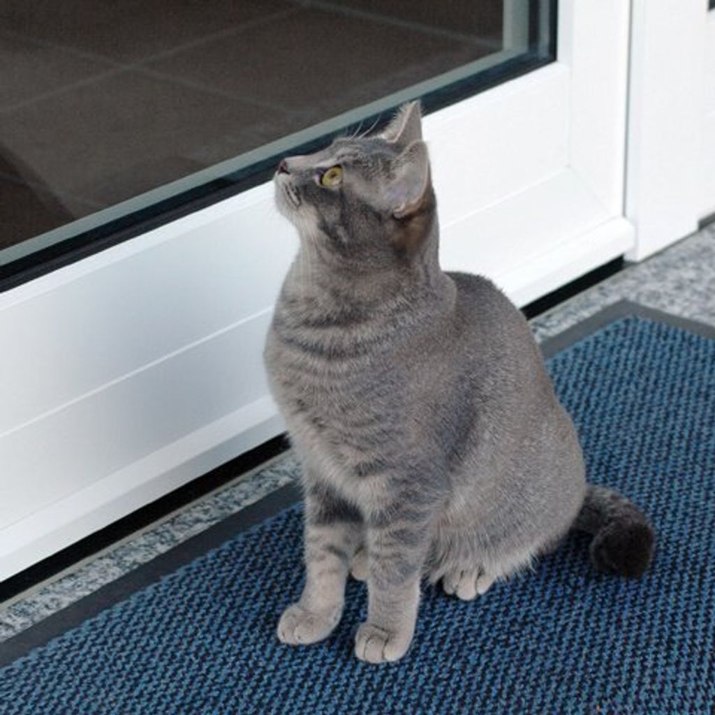A gray cat sits on a blue doormat in front of a glass door.