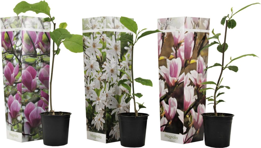 Three potted magnolia plants with decorative packaging.