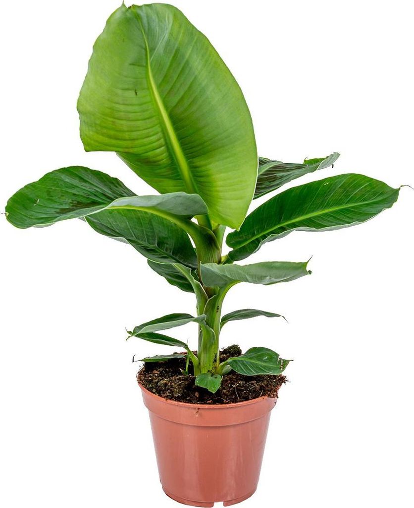 Bloomique - Musa Dwarf Cavendish - Bananier d’intérieur - Image du produit 