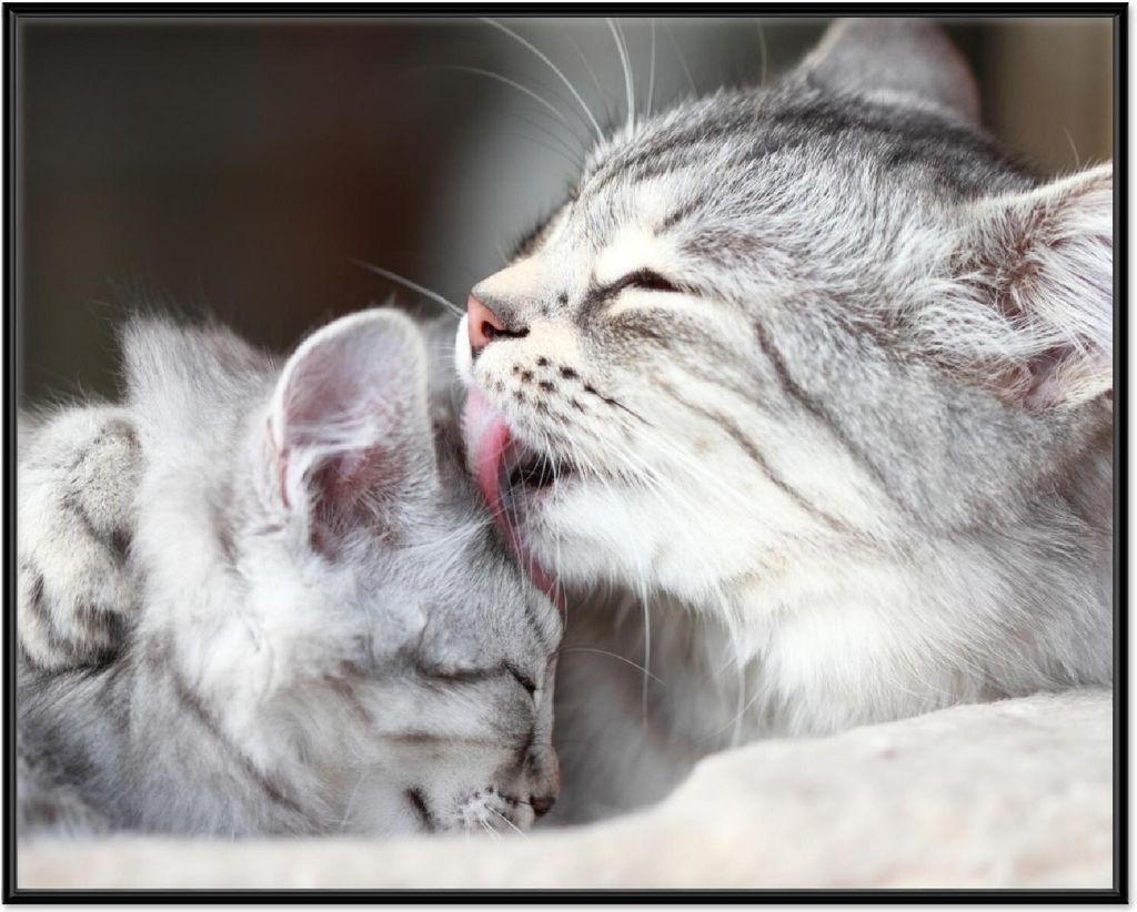 Wallario Wandbild Süße kleine getigerte Katzenbabys, Größe: 40,30 x 50,30 cm, Poster mit schwarzem Aluminiumrahmen
