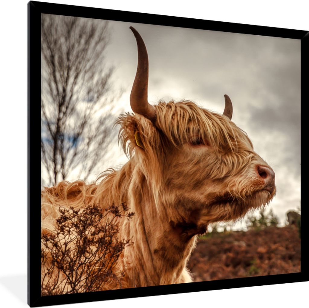 MuchoWow Gerahmtes Poster Scottish Highlander - Strauch - Heidekraut 40x40 cm - Poster mit Schwarzem Bilderrahmen Wandposter Rahmen Foto Bilder -...