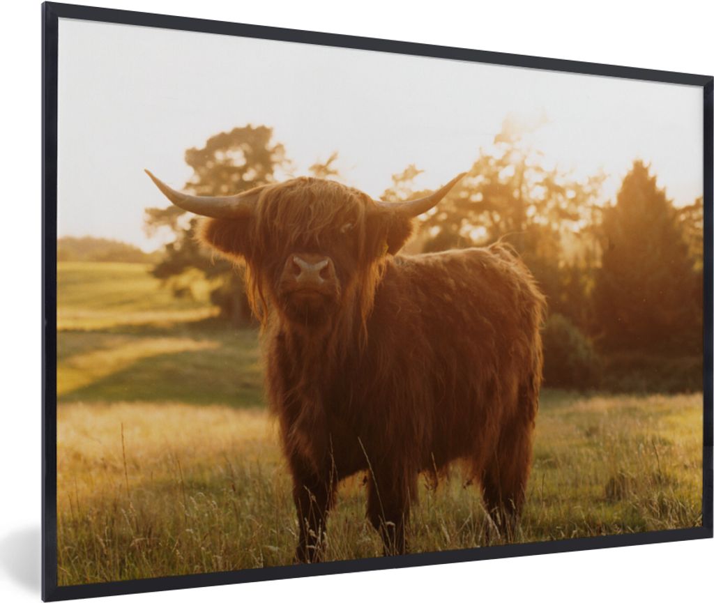 MuchoWow Gerahmtes Poster Schottischer Hochländer - Gras - Sonne 30x20 cm - Poster mit Schwarzem Bilderrahmen Wandposter Rahmen Foto Bilder - Ku...