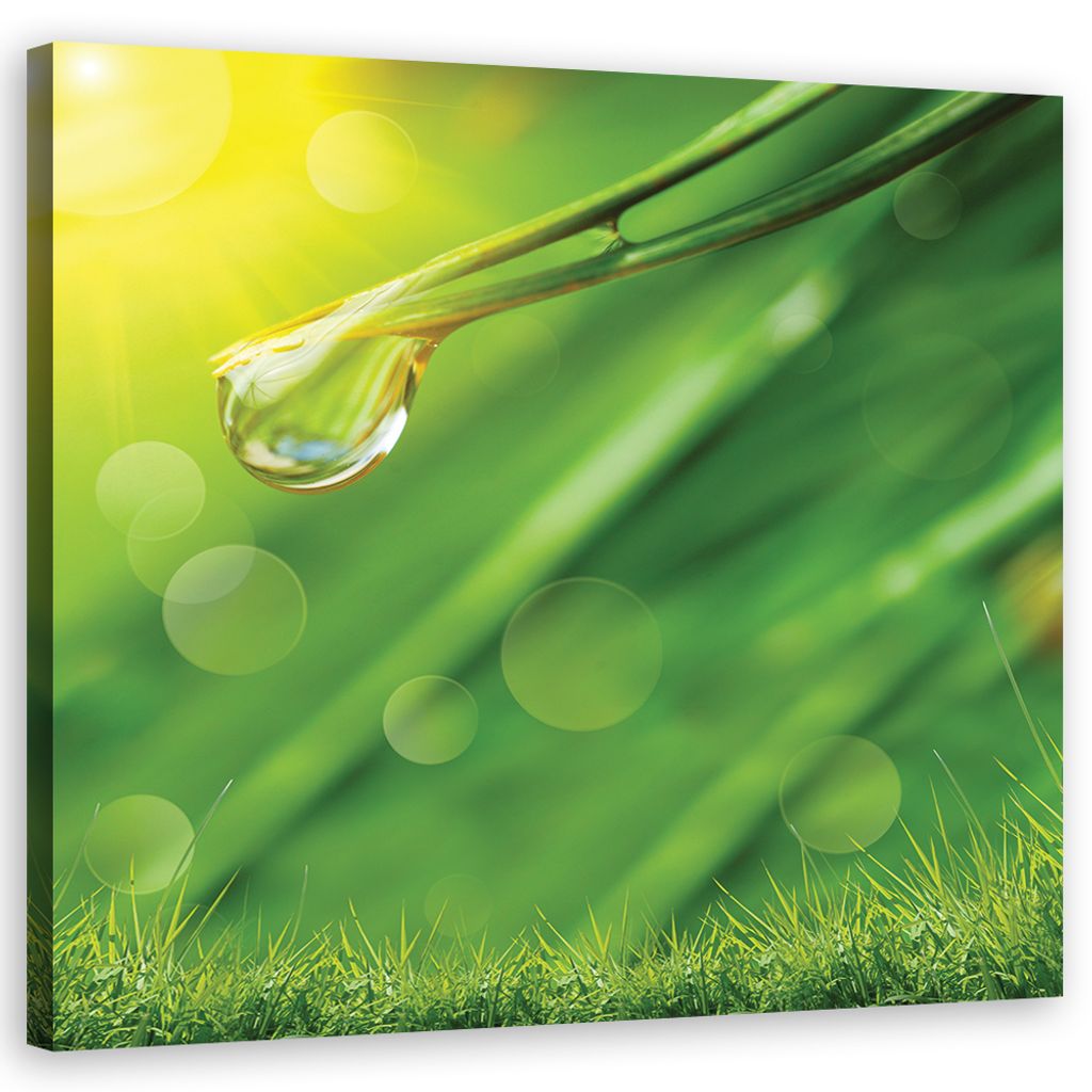 Leinwandbild Tau auf dem Gras Pflanzen 60x60 Feeby Grün bild für die wand bereit zum aufhängen