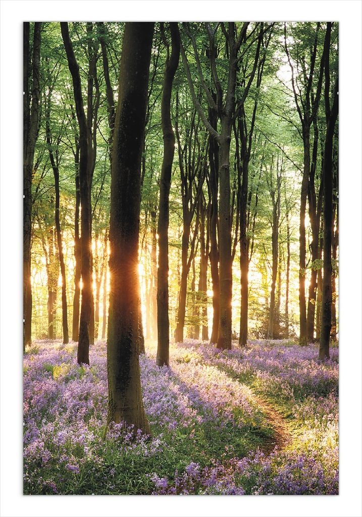 Wallario Wandbild Blaue Hasenglöckchen im Wald mit Sonnenstrahlen, Größe: 61 x 91,5 cm, Poster mit rahmenlosen Bildhalter