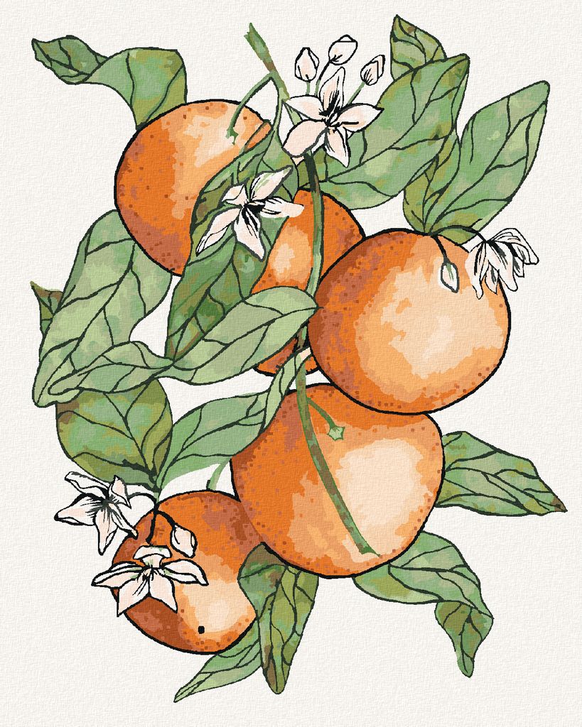 Zuty - Malen nach Zahlen - ZWEIG UND ORANGEN (ALEXANDRIA GILBERT), 40x50 cm, mit Keilrahmen (bereits gespannt)
