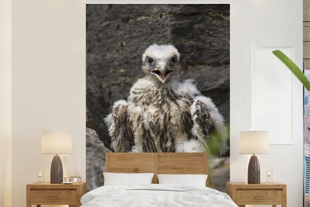 MuchoWow Fototapete für Wohnzimmer oder Schlafzimmer Wandtapete Vinyl Motivtapete Wanderfalke - Baby - Felsen - 195x300 cm - Das Hintergrundbild
