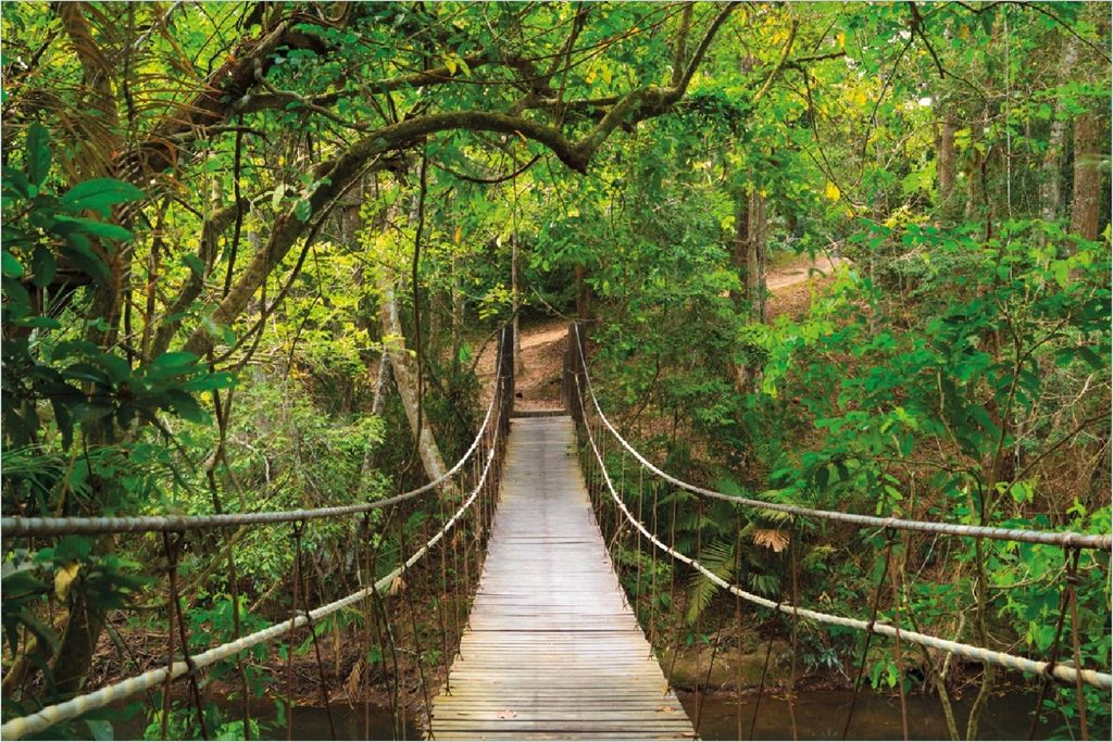 Wallario Poster - Hängebrücke im Urwald grüner Dschungel, Kunstdruck Größe: 100 x 150 cm