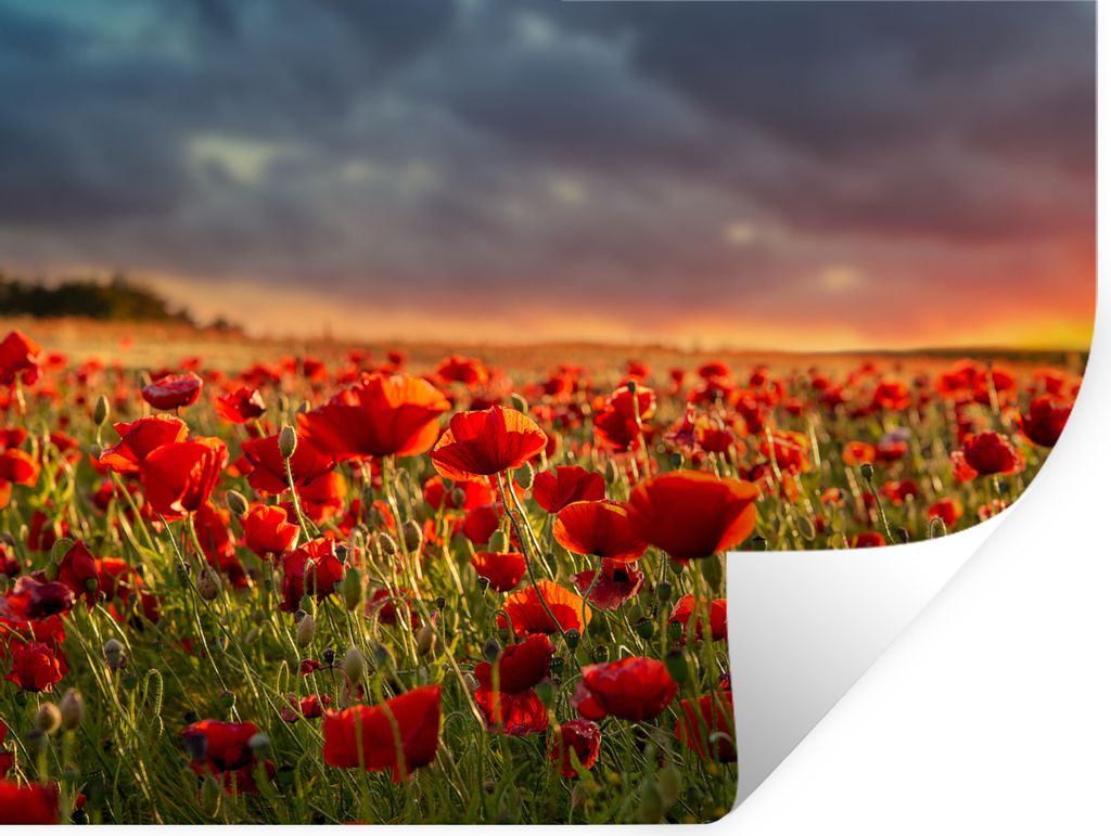MuchoWow Wandtattoo Wandsticker Wandaufkleber Sonnenuntergang - Mohnblumen - Rot - Blumen - Feld - Natur 40x30 cm Selbstklebend und Repositionier...