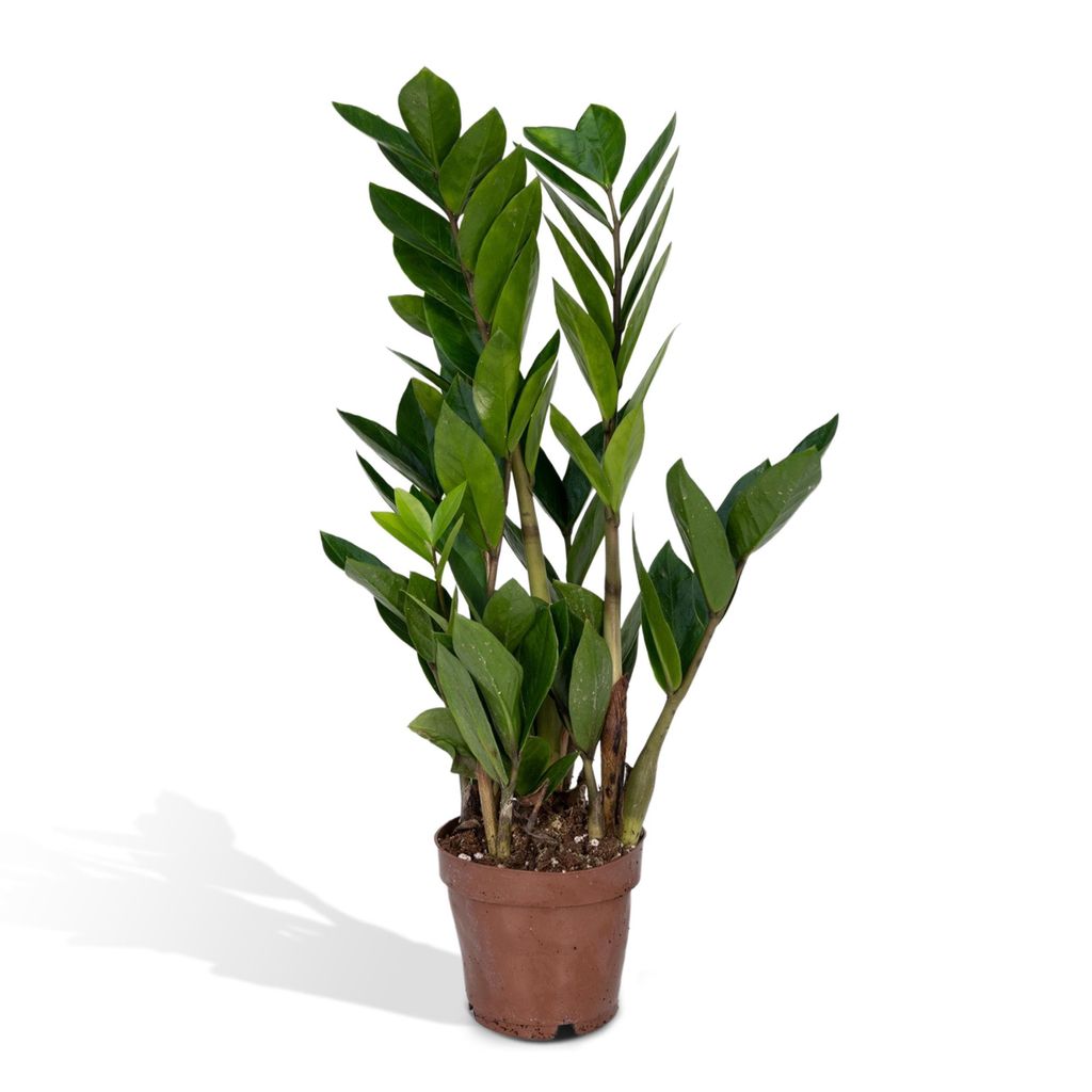 Meergroothandel Zamioculcas Zamiifolia - 40 cm, ø12 cm