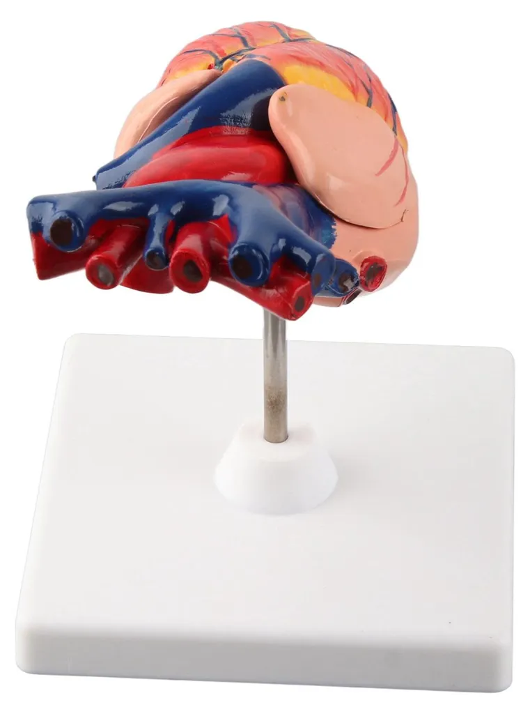Maquette de cœur humain détaillée avec structures internes amovibles - 12