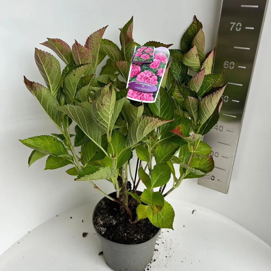 Hydrangea macrophylla Roze Bol Hortensia Rose 40-50 cm en Pot de Culture