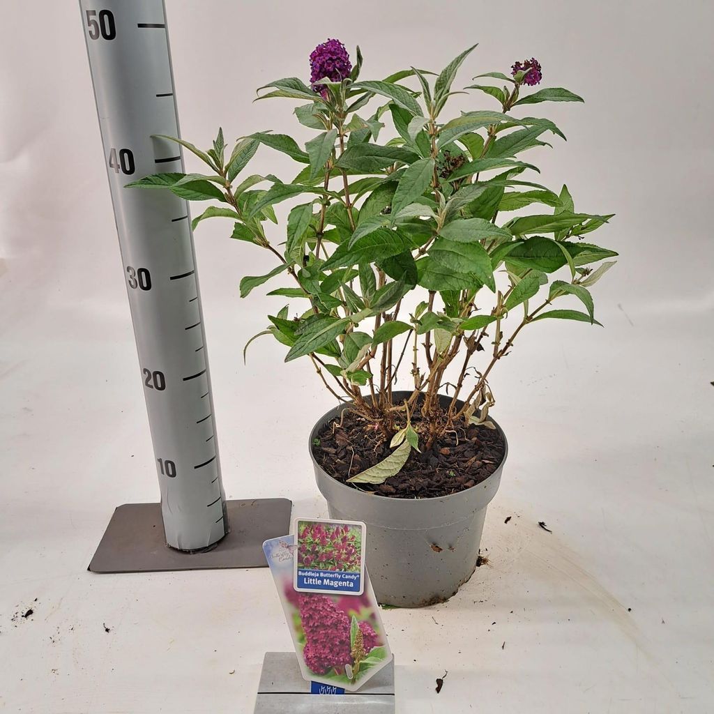 Buddleja dav. Butterfly Candy Little Magenta - Sommerflieder | 30-40 cm im Topf