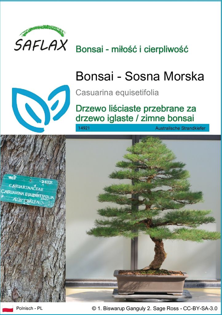 SAFLAX - Bonsai - Sosna Morska - 200 Nasiona - Casuarina Zdjęcie produktu 