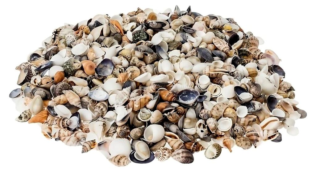 Muschelmix Small 1kg naturbelassene Muscheln und Schneckenhäuser aus dem Indopazifik – gereinigte Bastelmuscheln zum Dekorieren und Basteln – ...