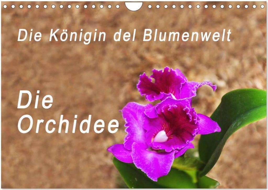 Die Königin der Blumenwelt, die Orchidee (Wandkalender 2026 DIN A4 quer), CALVENDO Monatskalender