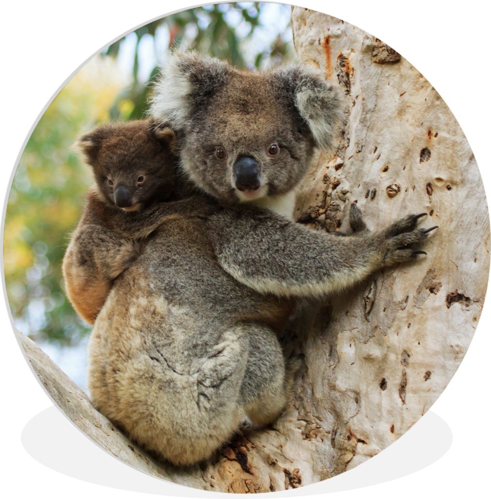 MuchoWow Rundes Wandbild - Runde Bilder Koalas - Kind - Baum - Kinder - Junge - Mädchen Ø 60 cm Kreis Wanddekoration Kunststoff - Wandkreis - W...