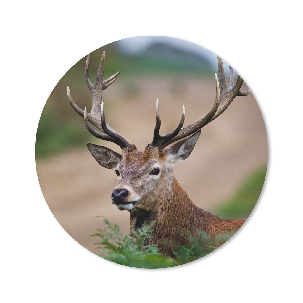 MuchoWow Mauspad Mousepad Hirsche - Farne - Natur 40x40 cm - Mousepads - Maus Mat - Pad - Mausunterlage - Schreibtisch Accessoires