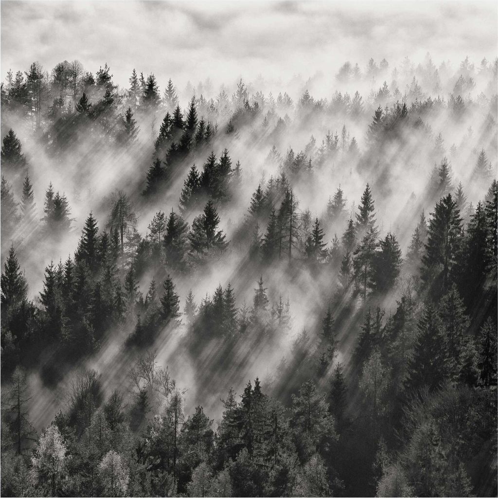 Fototapete Wald - Vliestapete - Bildtapete UV-beständig Wald schwarz weiss Motiv Wandtapete geruchsfrei