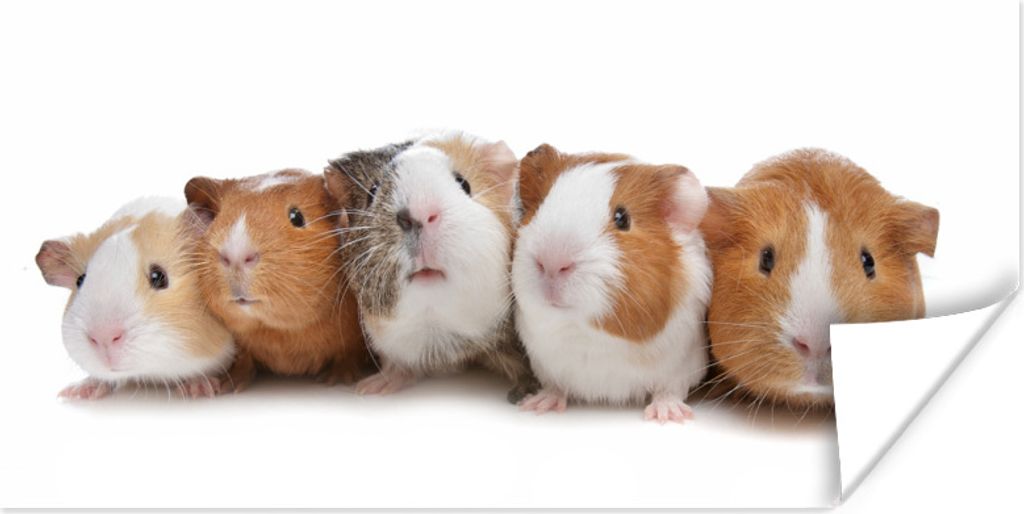 MuchoWow Poster Fünf Meerschweinchen in einer Reihe 150x75 cm - ohne Rahmen