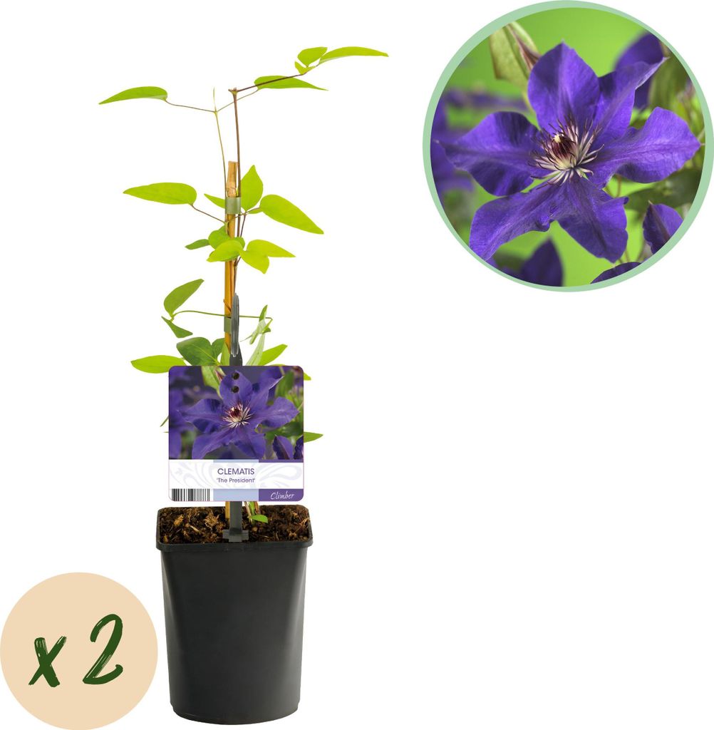 GreenboutiQ – Kletterpflanze Clematis 'The President' (Waldrebe) – 2 Pflanzen – Blüte Violett – Pflegeleicht – Topf Ø11 cm – Höhe ca...