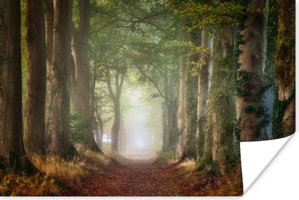 MuchoWow Poster Wald - Weg - Bäume und Pflanzen - Nebel - Herbst - Laub 30x20 cm - Plakate - Print