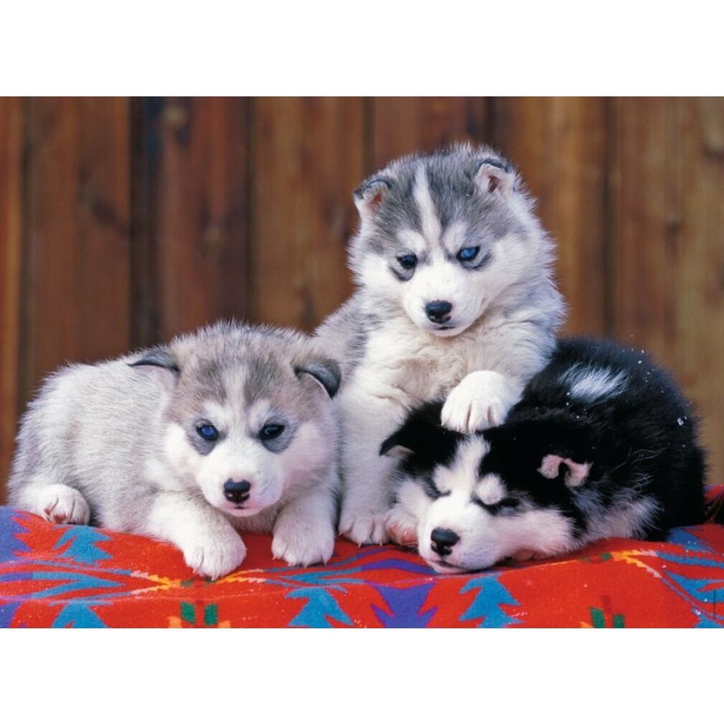 RAVENSBURGER Puzzle Welpen Husky XXL 200 Teile