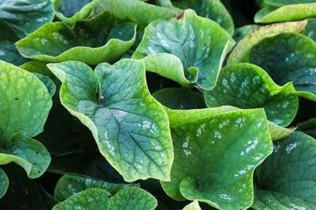Brunnera White Zebra au feuillage panaché - Myosotis du Caucase x 6 pots