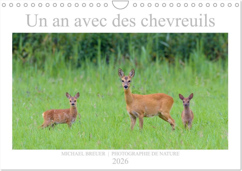 Un an avec des chevreuils (Calendrier mural 2026 DIN A4 vertical), CALVENDO calendrier mensuel