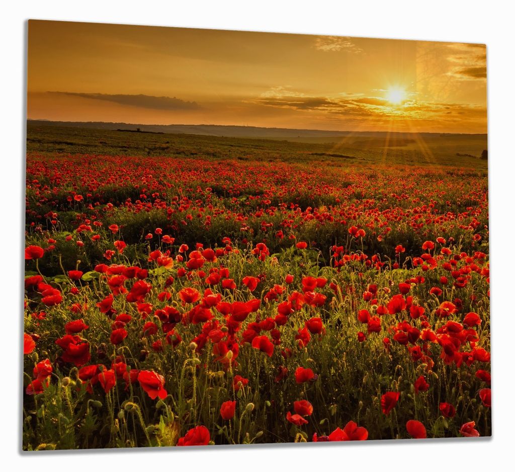 Wallario Herdabdeckplatte aus Glas, Größe 60 x 52 cm 1-teilig, Motiv Mohnblumenwiese bei Sonnenuntergang am Abend