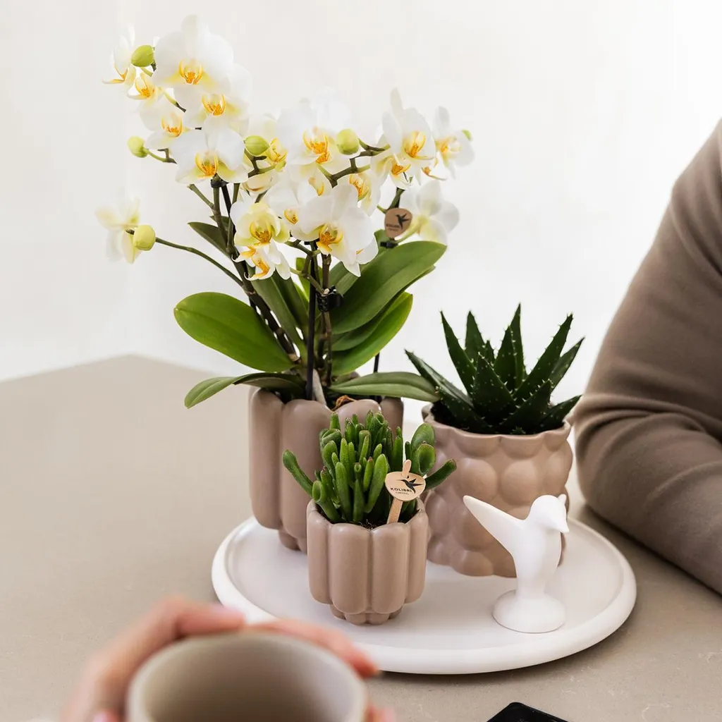 Petit Cache-pot Orchidées Céramique Sable - Rétro Ø 9cm d'intérieur