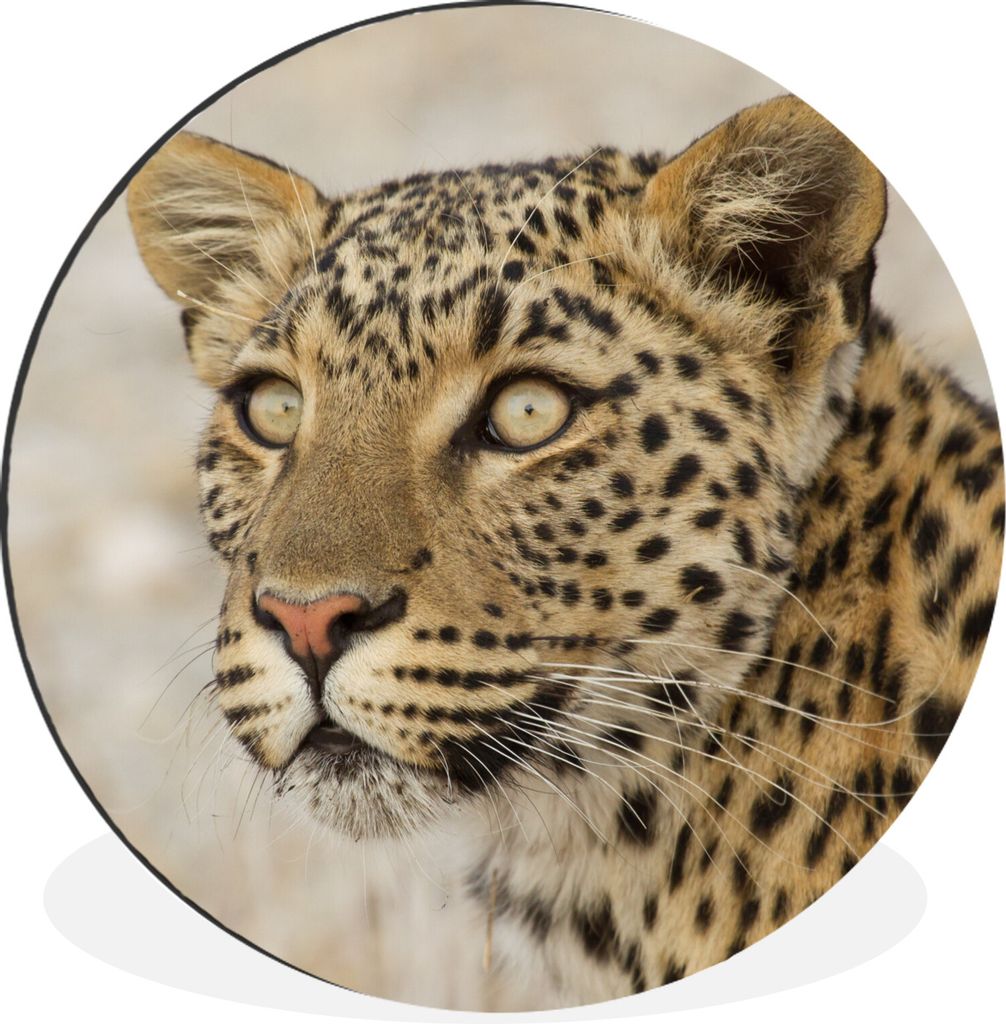 MuchoWow Aluminium Wandkreis Leopard - Makro - Braun Ø 90 cm Wanddeko Modern Wohnzimmer - Mauerkreis - Wandbilder - Runde Bild - Bild aus Alumin...